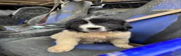 Mixed Breed dogs for sale: Mixed Breed Puppy 1 - Ad 3