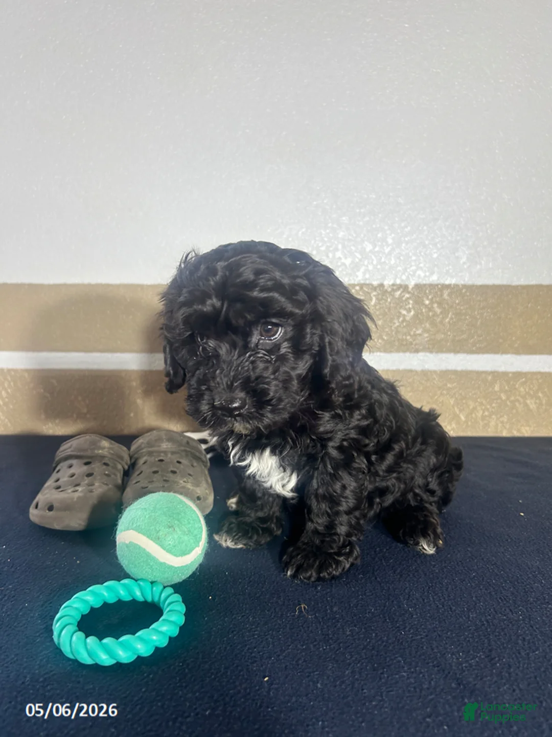 Havapoo dogs for sale: Griffin - Ad 5