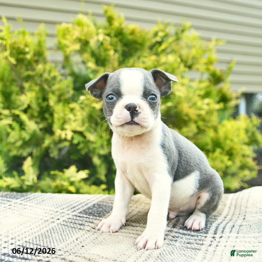 Boston Terrier dogs Baron  - Ad 2