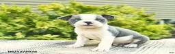 Boston Terrier dogs for sale: Baron  - Ad 2