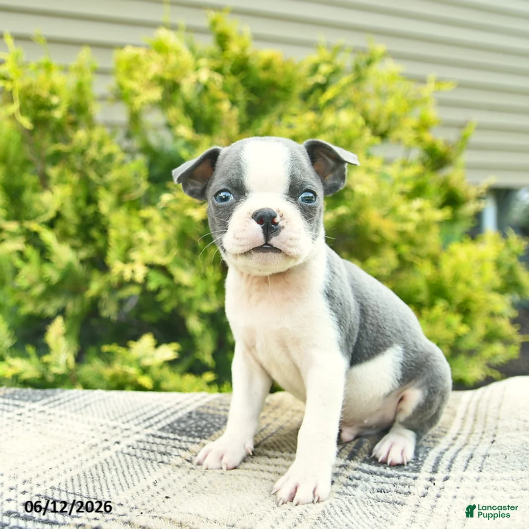 Boston Terrier dogs for sale: Baron  - Ad 2