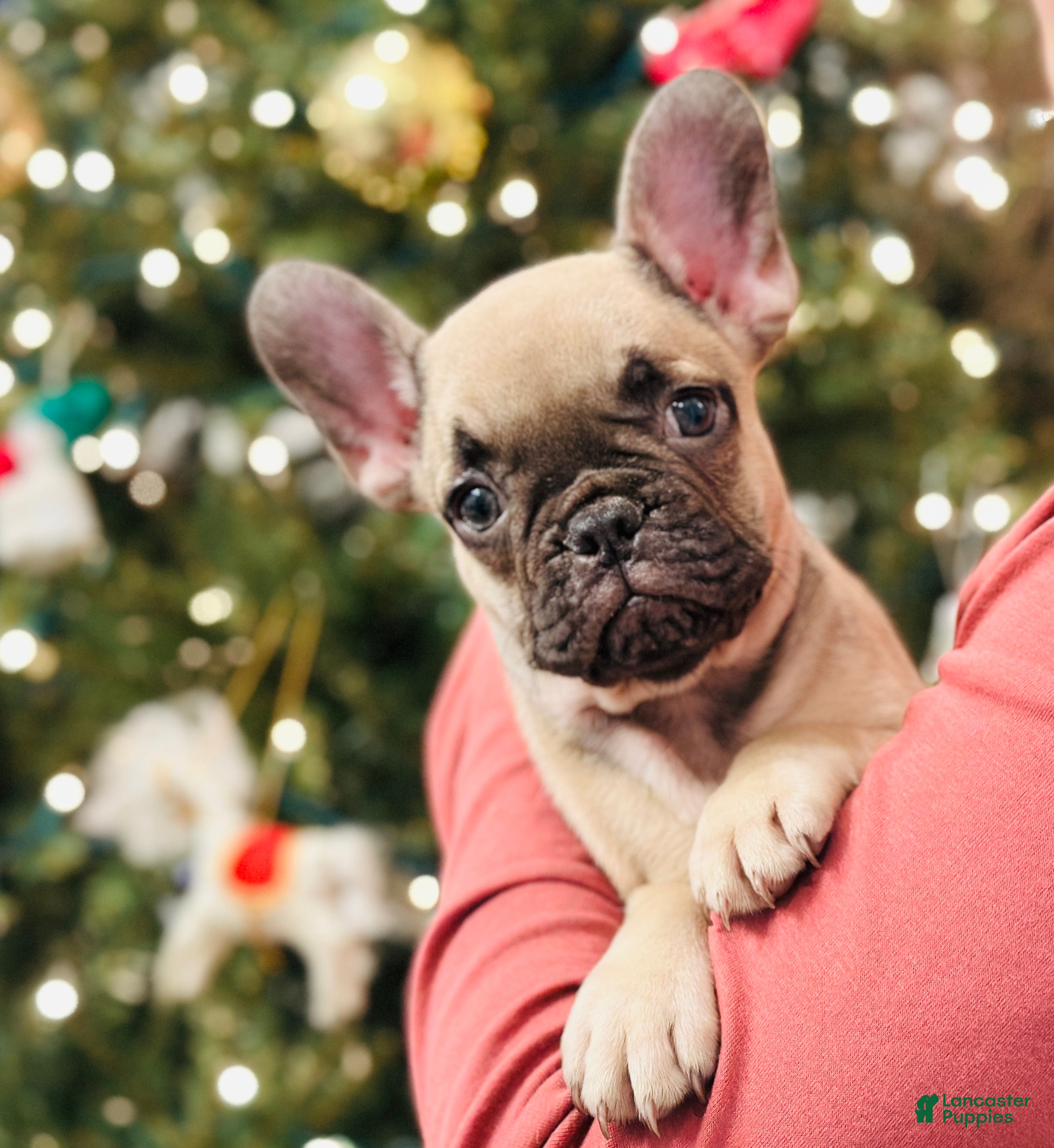 French Bulldog dogs Bella - Ad 2