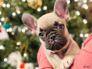 French Bulldog dogs Bella - Ad 2