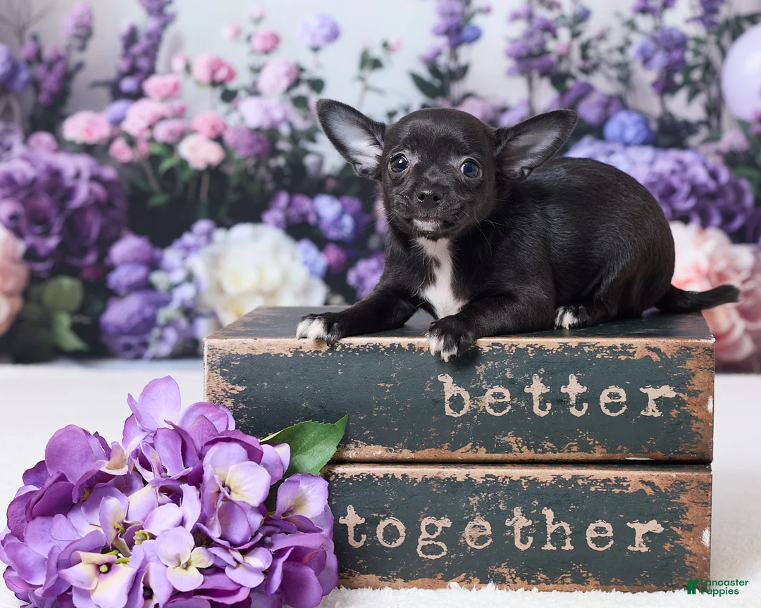 Chihuahua dogs for sale: Roxie - Ad 1