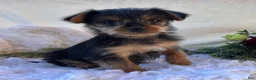 Yorkshire Terrier dogs for sale: MR Pepsi - Ad 6