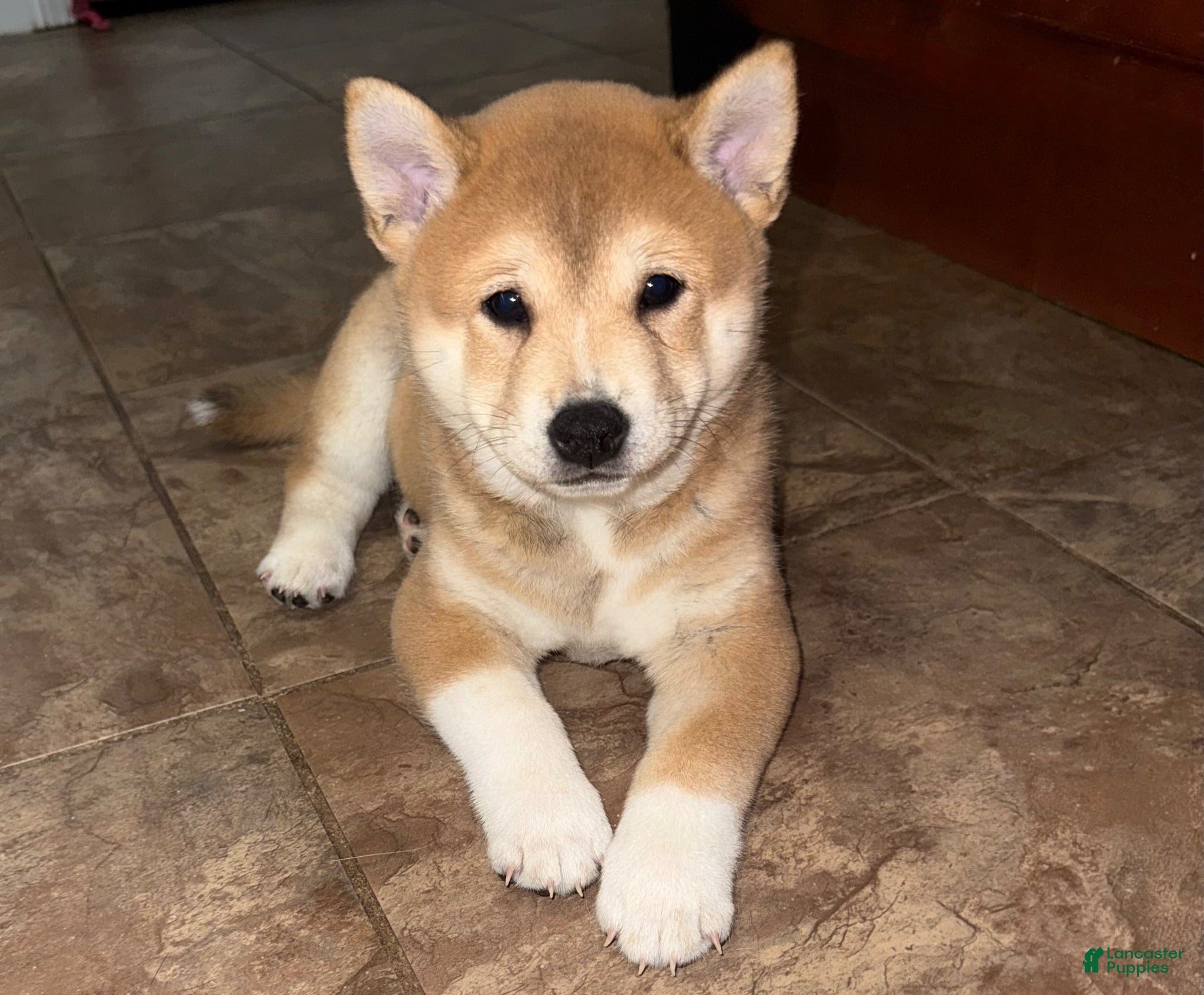Shiba Inu dogs for sale: Tank - Ad 1