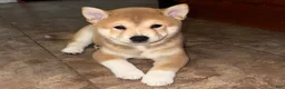 Shiba Inu dogs for sale: Tank - Ad 1