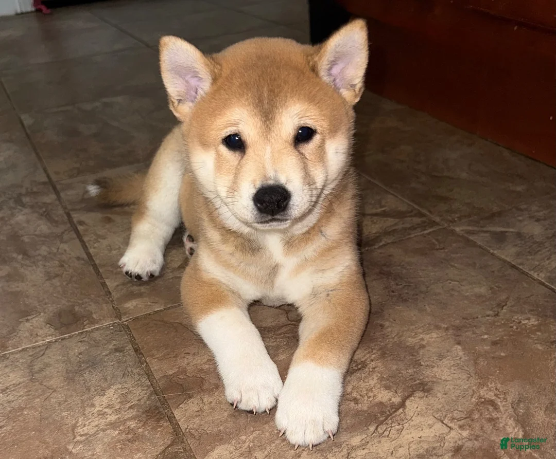 Shiba Inu dogs for sale: Tank - Ad 1