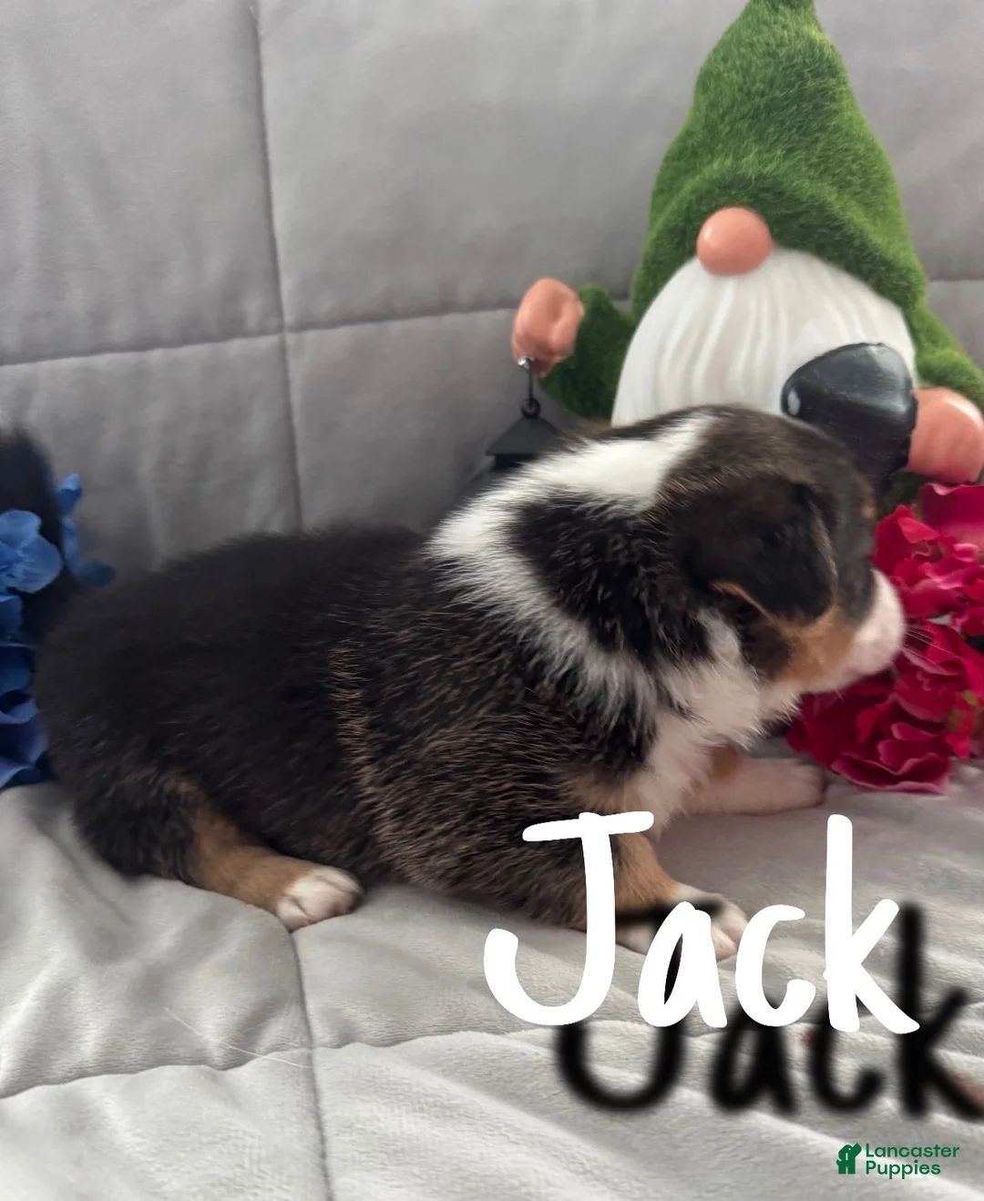 Welsh Corgi Pembroke dogs for sale: Jack - Ad 2