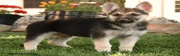 German Shepherd dogs for sale: Funny  - Ad 3
