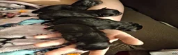 Pomeranian dogs for sale: Athena - Ad 13