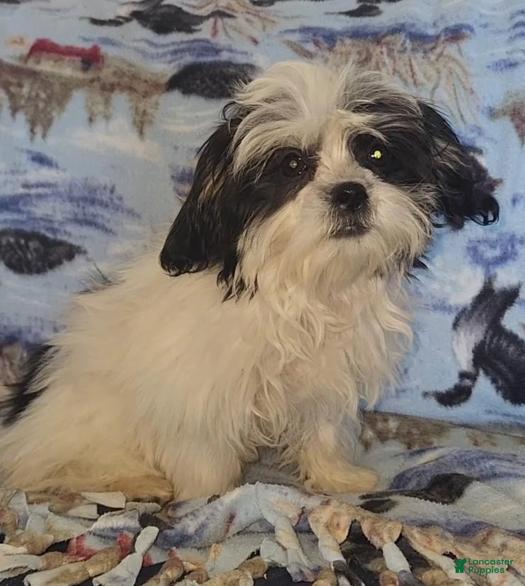 Mixed Breed dogs for sale: Oreo - Ad 14