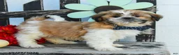 Shih Tzu dogs for sale: Mikey - Ad 3