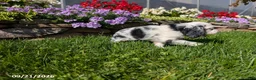 Cocker Spaniel dogs for sale: Anna - Ad 3