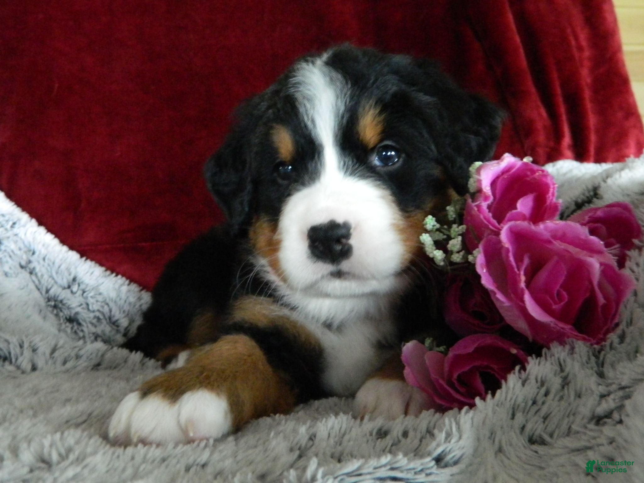 Bernese Mountain Dog dogs Beulah - Ad 21