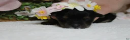 Yorkiepoo dogs for sale: Darling  - Ad 9