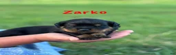 Rottweiler dogs for sale: Zarko w LONG TAIL  - Ad 2