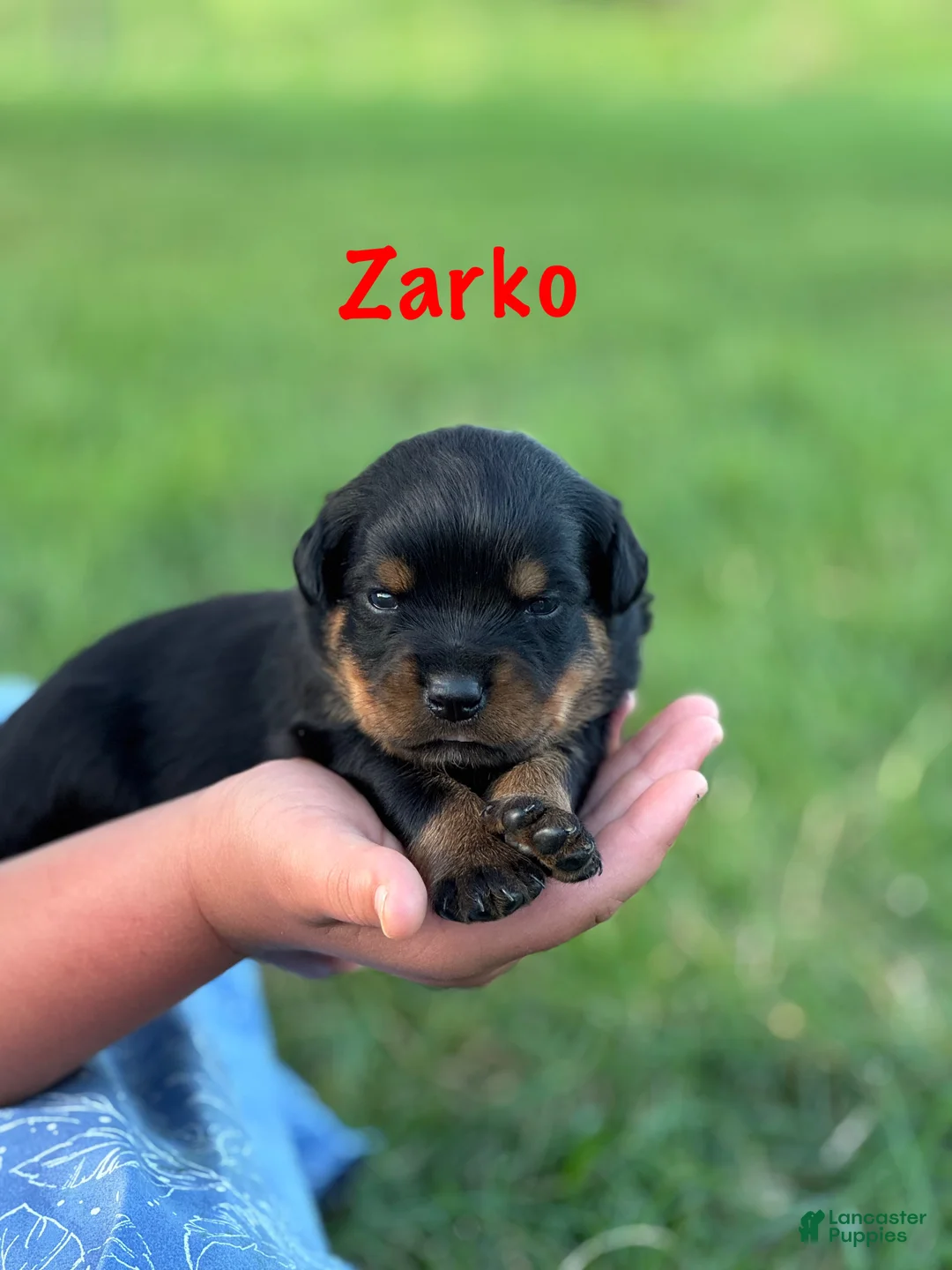 Rottweiler dogs for sale: Zarko w LONG TAIL  - Ad 2