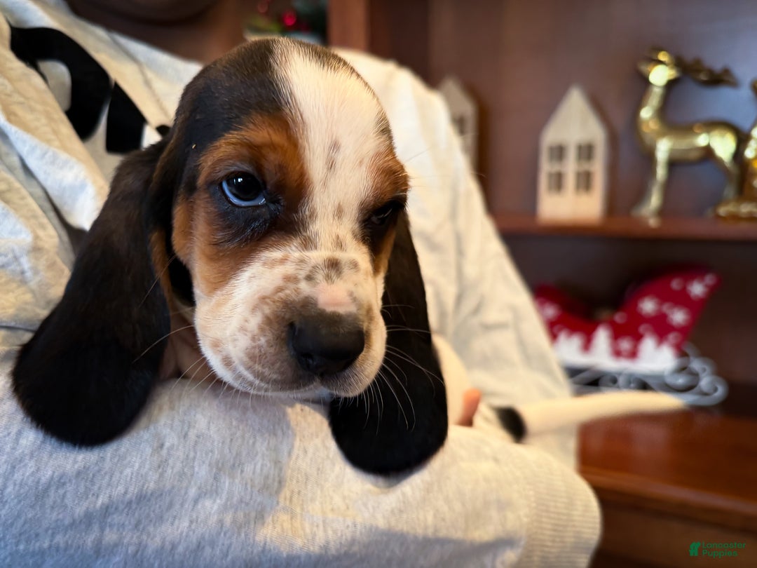 Basset Hound dogs for sale: Jasmine - Ad 4