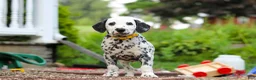Dalmatian dogs for sale: Tom - Ad 5