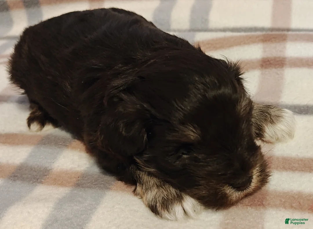 Miniature Schnauzer dogs for sale: Miniature Schnauzer Puppy 3 - Ad 2