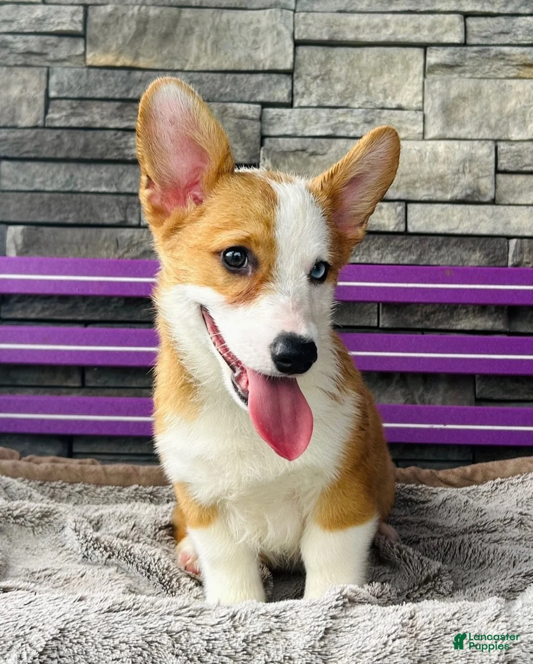 Welsh Corgi Pembroke dogs for sale: David Welsh Corgi Pembroke Puppy  - Ad 1