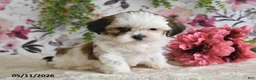 Shih Tzu dogs for sale: Terry - Ad 1