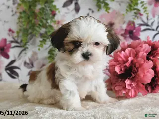 Shih Tzu dogs for sale: Terry - Ad 3