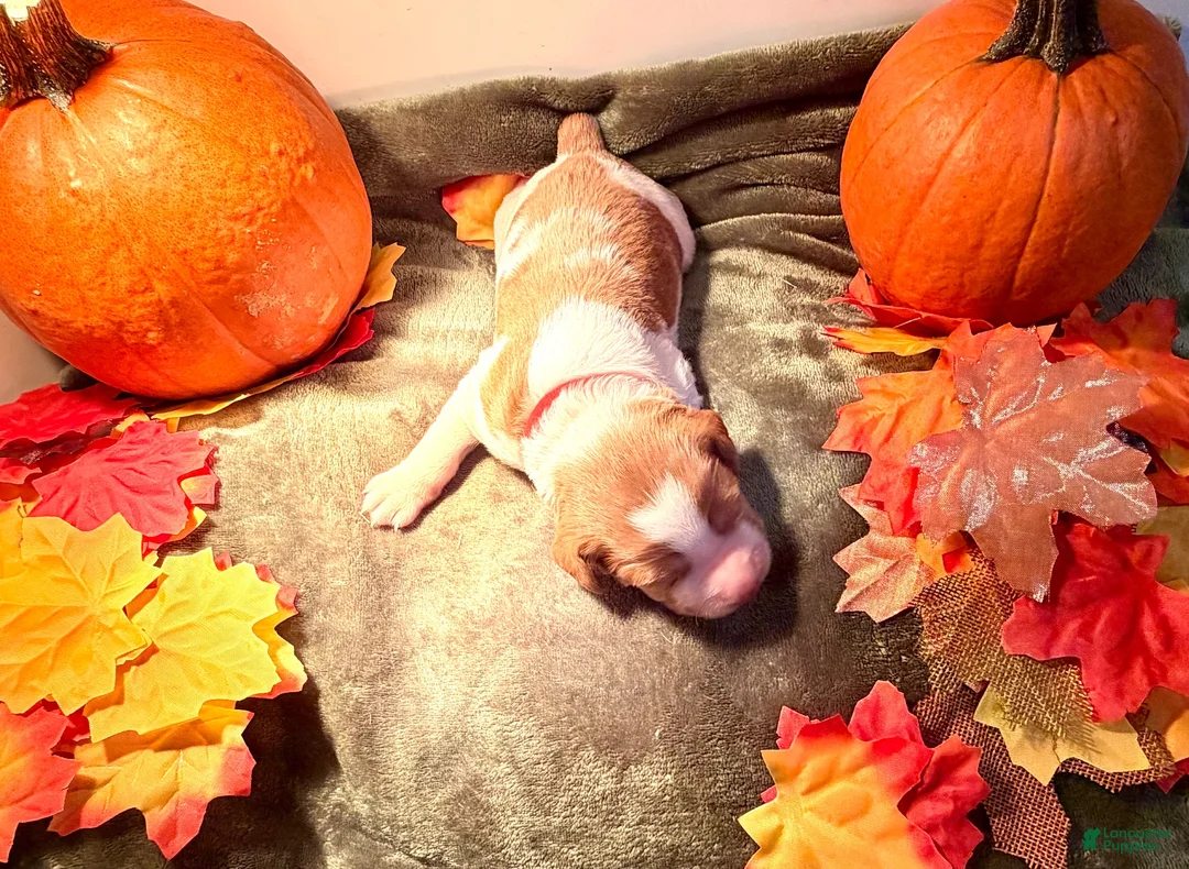 Brittany Spaniel dogs for sale: Brittany Spaniel 2 - Ad 2