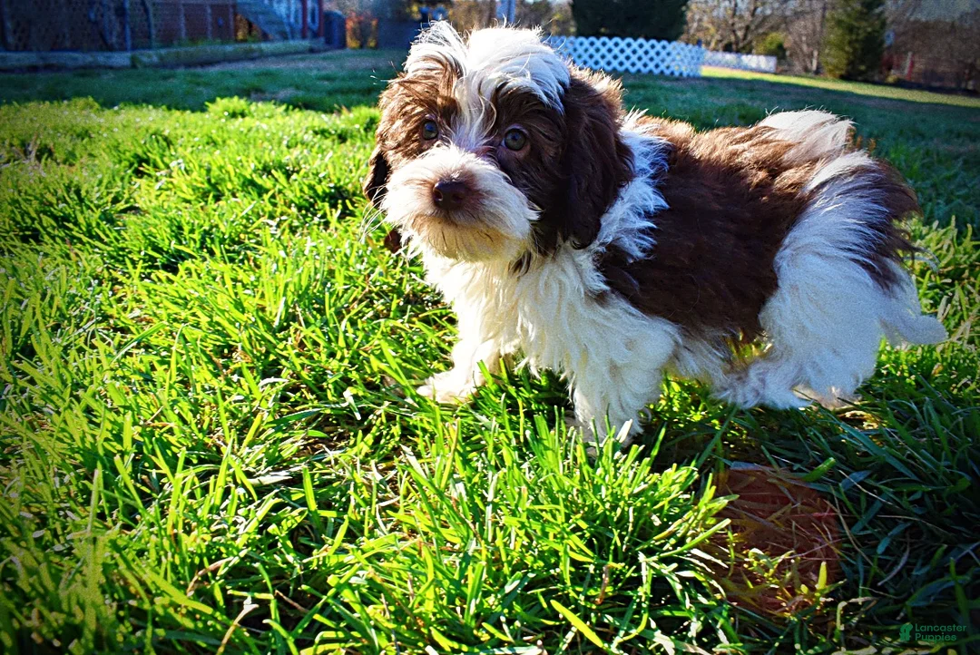 Havapoo dogs for sale: Simon - Ad 7