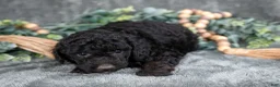 Miniature Poodle dogs for sale: Missy - Ad 2