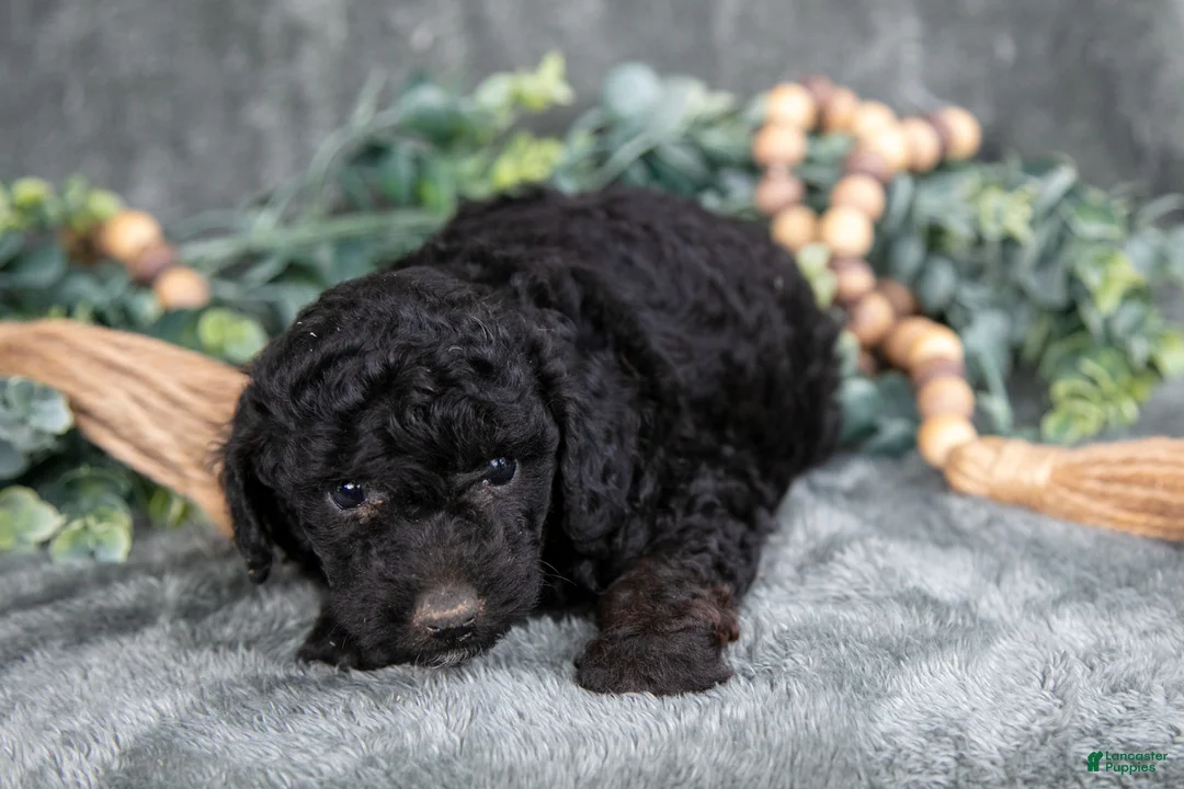 Miniature Poodle dogs for sale: Missy - Ad 2