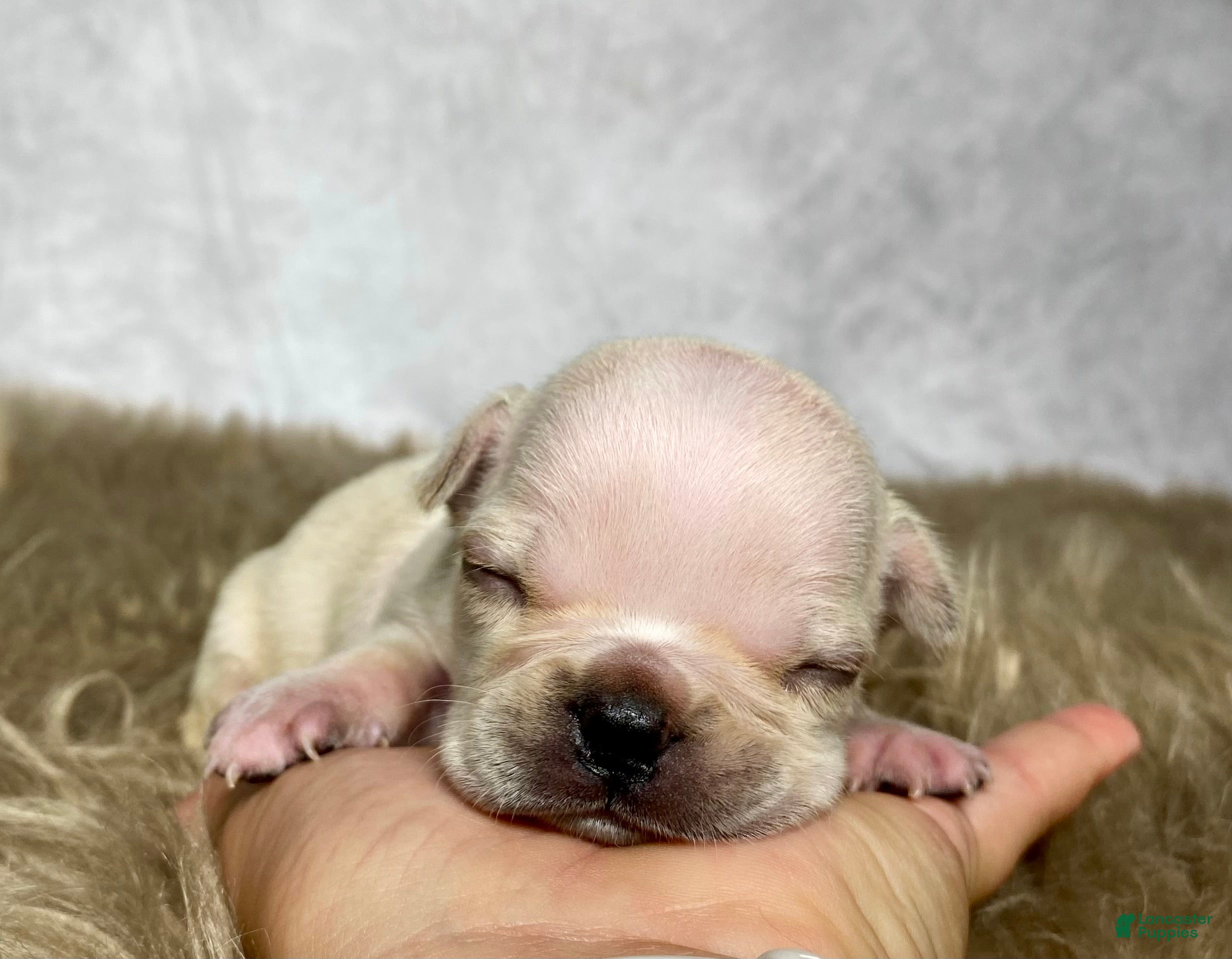 Frenchton dogs Mr. Max  - Ad 2