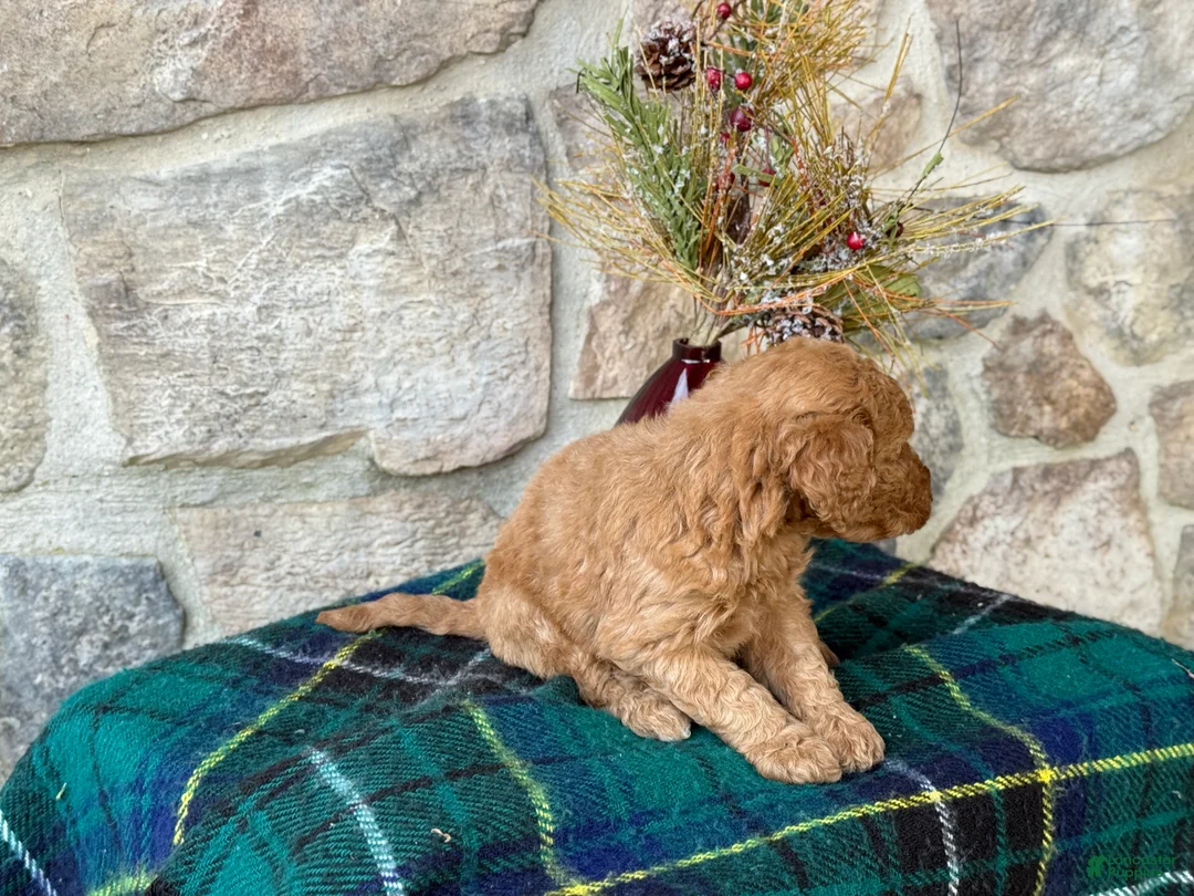 Mini Goldendoodle dogs for sale: Snowball - Ad 8