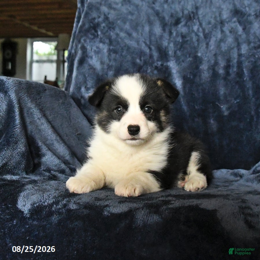 Welsh Corgi Pembroke dogs Ruger - Ad 1