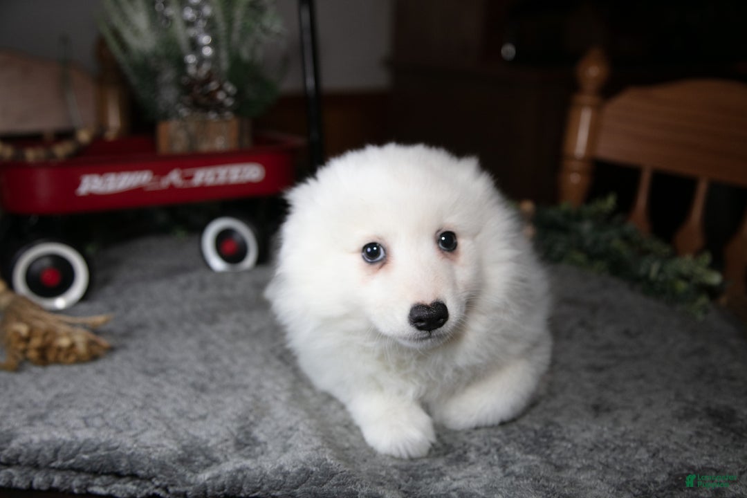 American Eskimo dogs for sale: Ivory - Ad 3