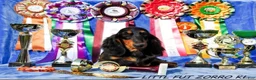 Miniature Dachshund dogs for sale: Champion sired Russian AKC boy - Ad 8