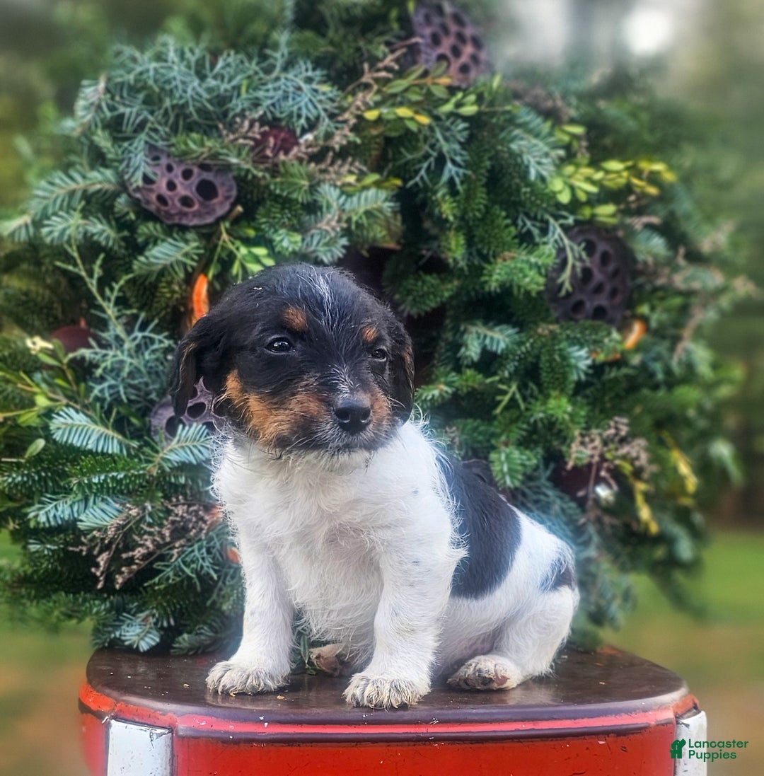 Jackapoo dogs for sale: Silas - Ad 1