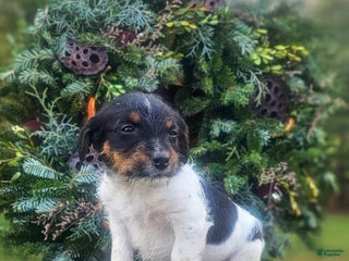 Jackapoo dogs Silas - Ad 1