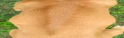 Rhodesian Ridgeback dogs for sale: Rhodesian Ridgeback 1 - Ad 2