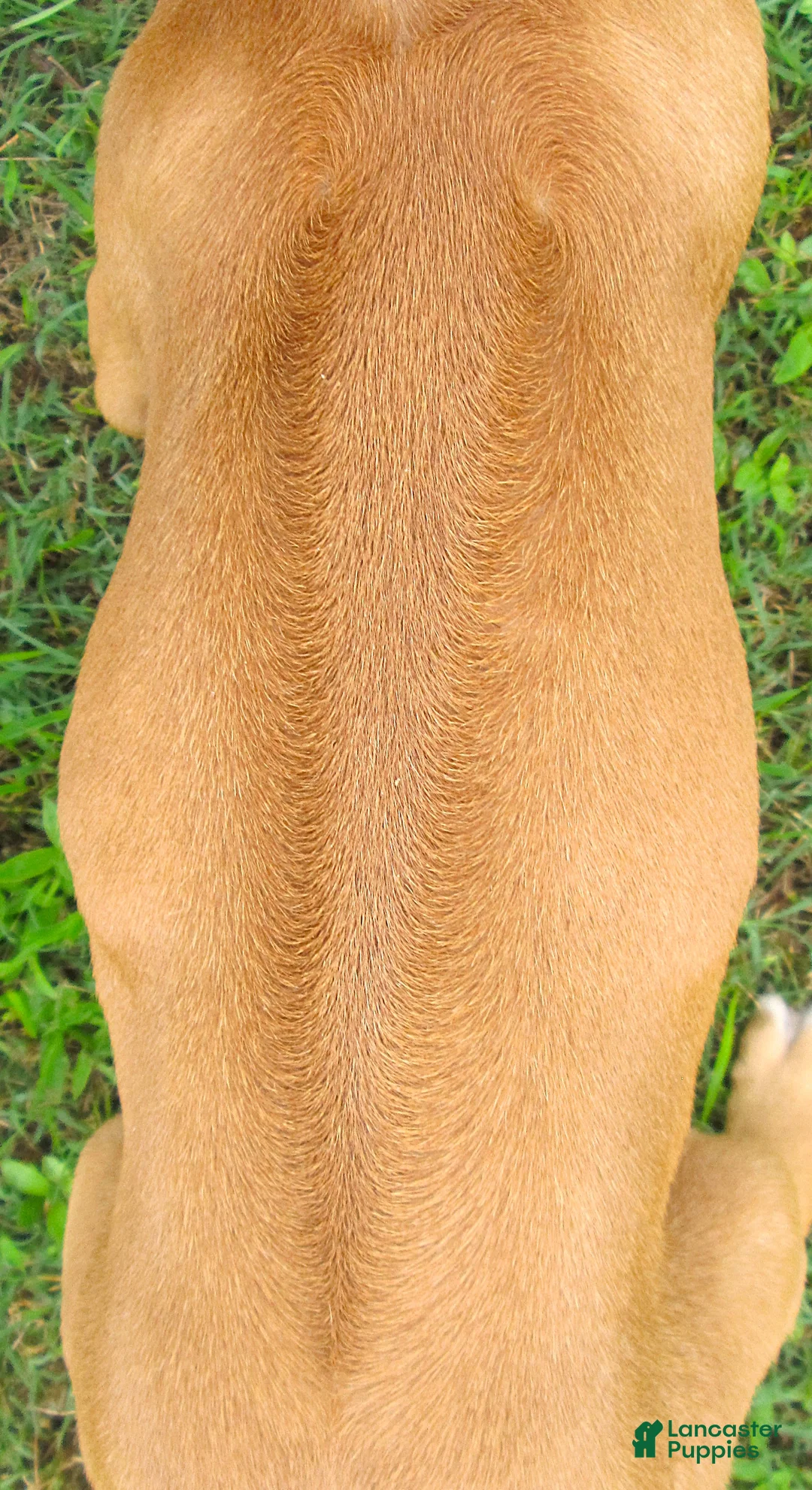 Rhodesian Ridgeback dogs for sale: Rhodesian Ridgeback 1 - Ad 2