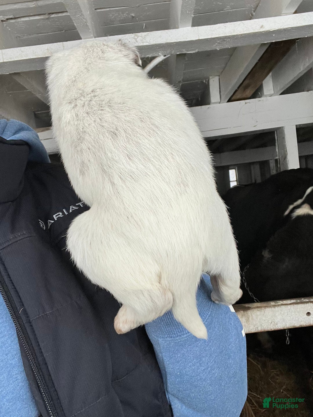 Australian Cattle Dog dogs for sale: Donny - Ad 5