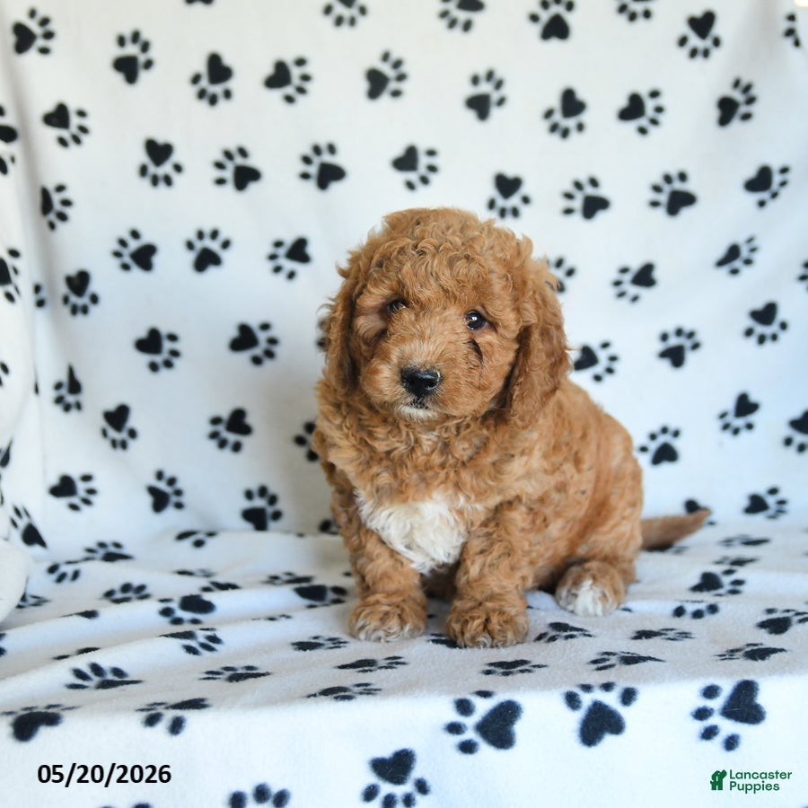 Mini Goldendoodle dogs Rita - Ad 2