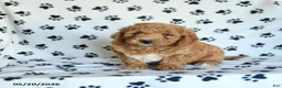 Mini Goldendoodle dogs for sale: Rita - Ad 2