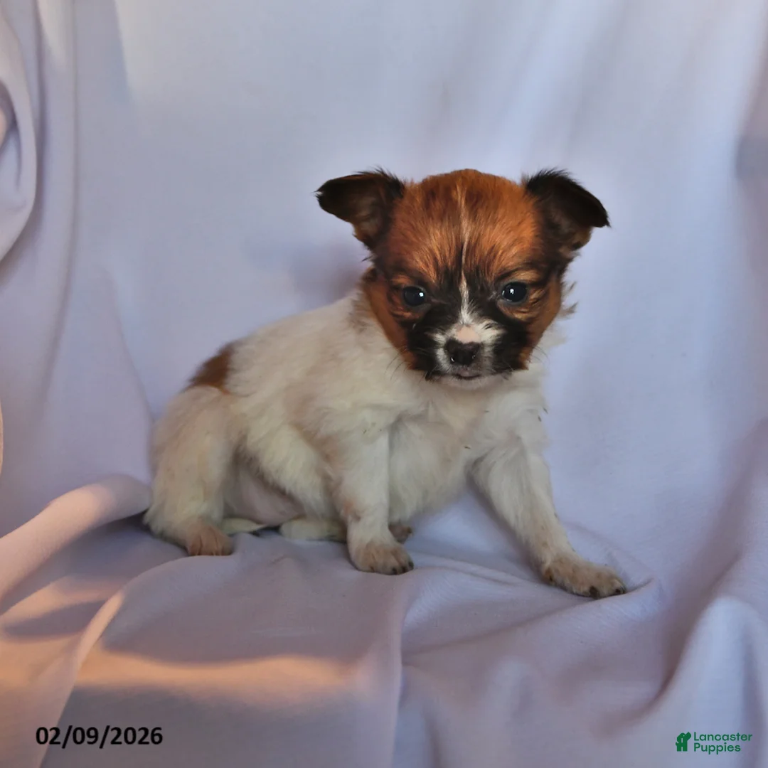 Papillon dogs for sale: Luna  - Ad 2