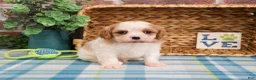 Cavalier King Charles Spaniel dogs for sale: Kahlil  - Ad 4