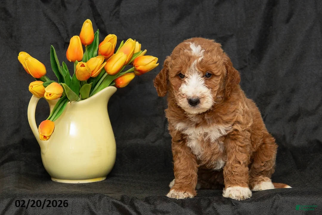 Mini Goldendoodle dogs for sale: Betsy - Ad 2
