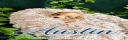 Maltipoo dogs for sale: Austin  - Ad 1