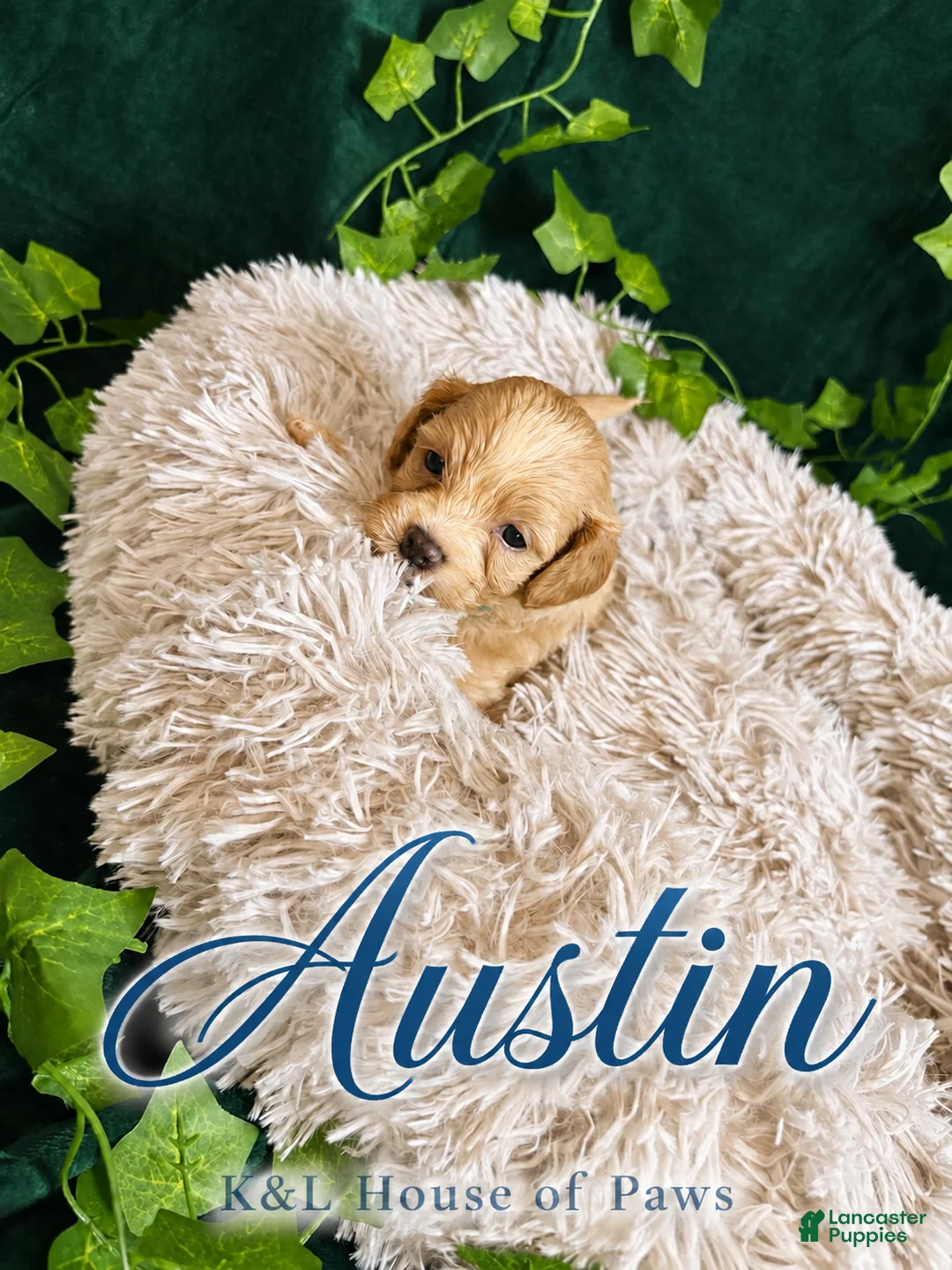 Maltipoo dogs for sale: Austin  - Ad 1