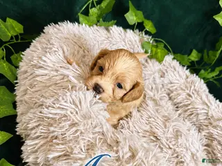 Maltipoo dogs Austin - Ad 31